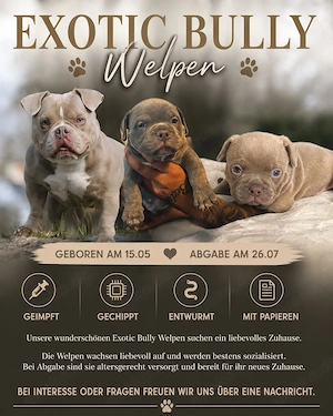 Wunderschöne American Bully Welpen