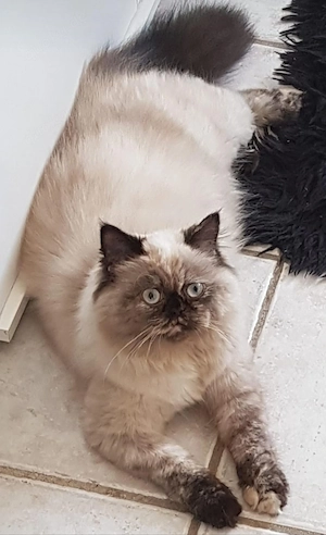 6 Monate Alt Himalaya-Katze (Perser   Siam),