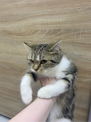 Süße Katze sucht ein liebevolles Zuhause   