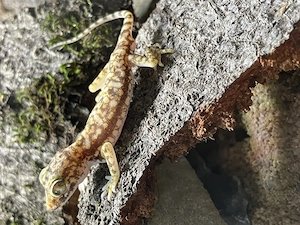 Stenodactylus Sthenodactylus 