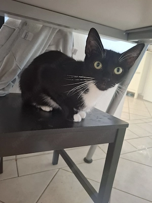 2 Katzen suchen dringend neues zu Hause 