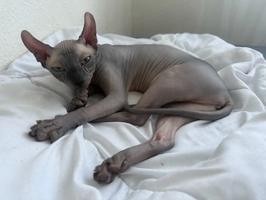 Sphynx Kitten
