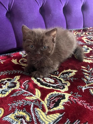 kitten britisch kurzhaar schoko.Nur heute 450 Euro 