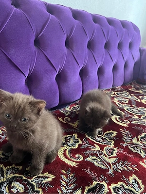 kitten britisch kurzhaar schoko. 