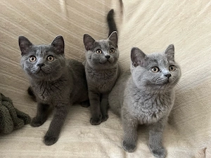 Britisch Kurzhaar Kater   liebevolles Zuhause gesucht