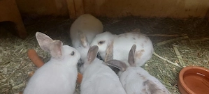 Zwergkaninchen 
