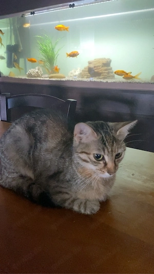 katze in gute hände abzugeben 