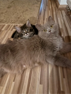 2 Edelmix kitten Blh Maine Coon auszugsbereit
