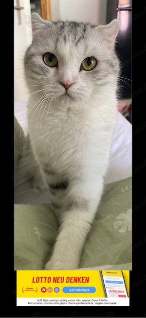 Lieber Kater sucht ein liebevolles Zuhause 