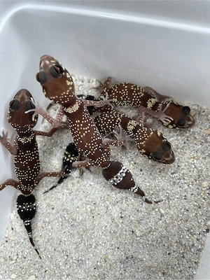 Underwoodisaurus milii 1,3 (1 Männchen 3 Weibchen)