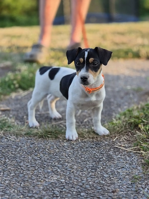 Jack Russell Hündin mit Ahnenpass.. 