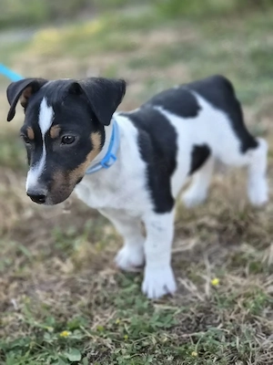 Jack Russell Rüde mit Ahnenpass.. 