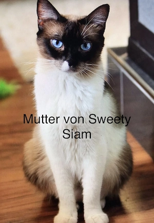 Mix-Kitten geb.9.4 Maincoon Siam  British Kurzhaar Blue