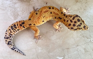 Afghan Green Tangerine Leopardgecko Männchen