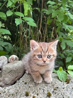 BKH Kitten