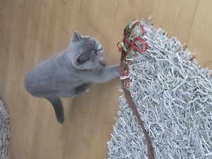 BKH Kitten