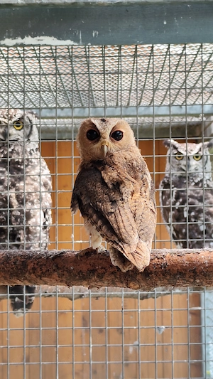 Halsbandeule Otus bakkamoena