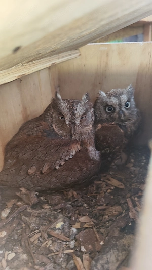 Zwergohreule Otus scops 