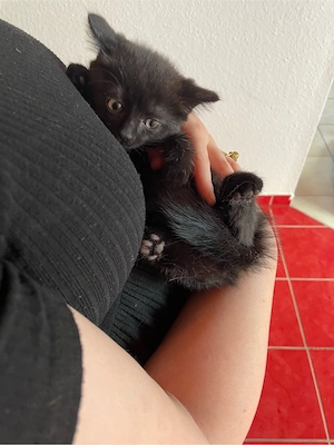 BKH mix Kitten