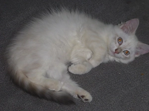 Neva Masquarade Kitten mit Stammbaum
