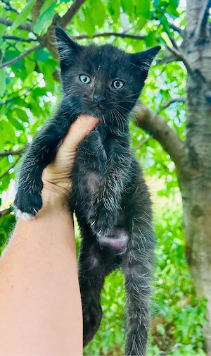    Kleiner schwarzer Kater sucht ein liebevolles Zuhause     