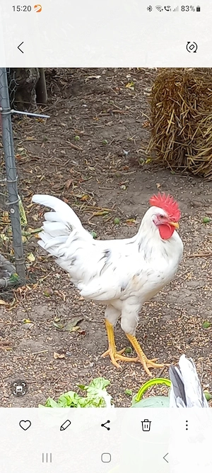 Hähne Junghähne 