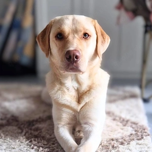 Intelligente Labradorhündin Luna wartet in 74235 Erlenbach auf ein ruhiges Zuhause.