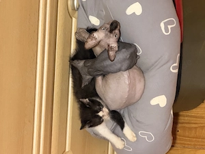 Unser Mai kitten suchen ihr wunderschönes für immer zu Hause 