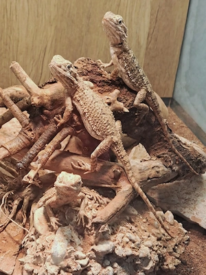 Zwergbartagamen Pogona henrylawsoni 