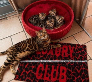 Bengalkitten reinrassig