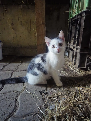 süßes Katerchen