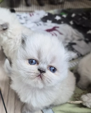 Süße Colourpoint (Blue Point) Perserbabys