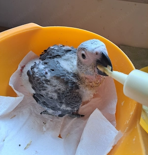 Kongo-Graupapageienbaby, super zahm und sehr lieb. Bild 3