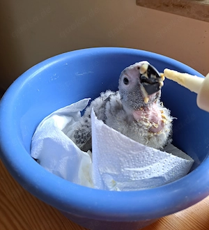 Kongo-Graupapageienbaby, super zahm und sehr lieb. Bild 2