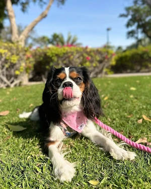 Cavalier King Charles Welpe