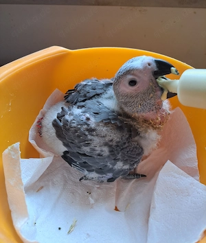 Kongo-Graupapageienbaby, super zahm und sehr lieb. Bild 4