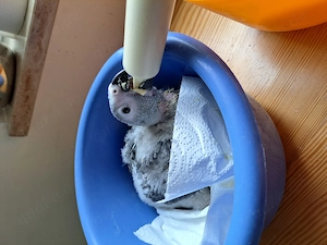 Kongo-Graupapageienbaby, super zahm und sehr lieb. Bild 5