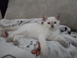 BKH Kater Lilac Point Kitten