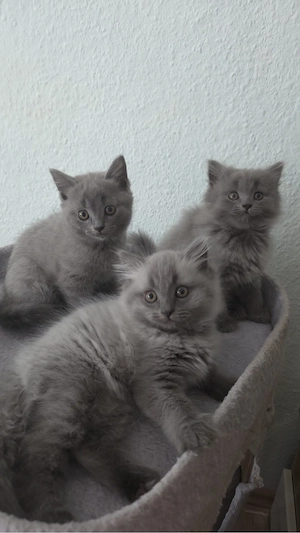 Schöne BLH BKH Kitten suchen ein liebevolles Zuhause