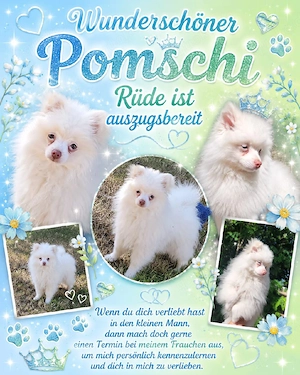Wunderschöner Pomchi Rüde ist Auszugsbereit!
