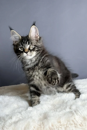 Wunderschönes Maine-Coon-Kätzchen   13 Wochen alt, geimpft und bereit