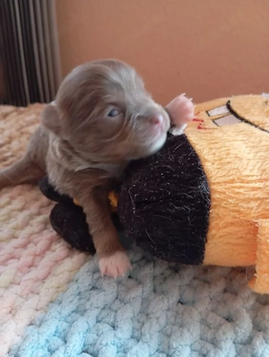 Chihuahua Welpe