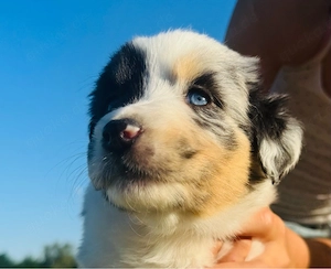 Australian Shepherd welpen reinrassig
