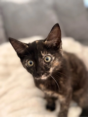 Kitten suchen ein Zuhause!   