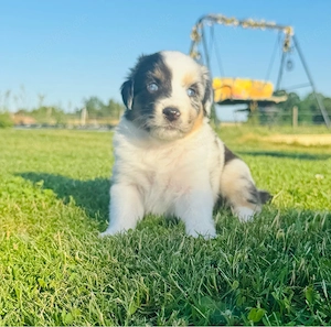 Australian Shepherd welpen reinrassig