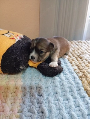 Chihuahua Welpe