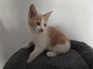 Maine Coon Mix Kitten Glückskatze
