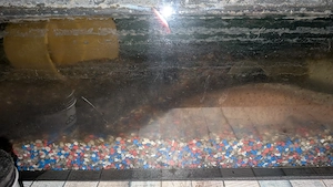 Axolotl mit Aquarium Reserviert 