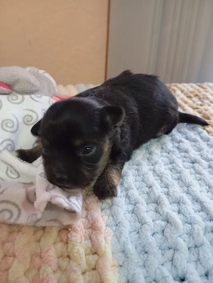Chihuahua Welpe