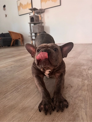 Französiche Bulldoge 